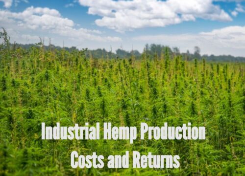 How Much Does it Cost to Grow Hemp?