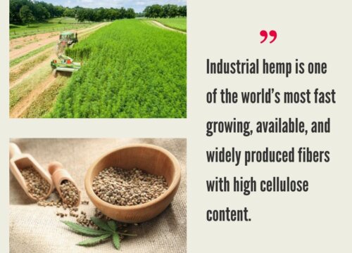 How Much Does It Cost to Grow Hemp Fiber and/or Hemp Grain?
