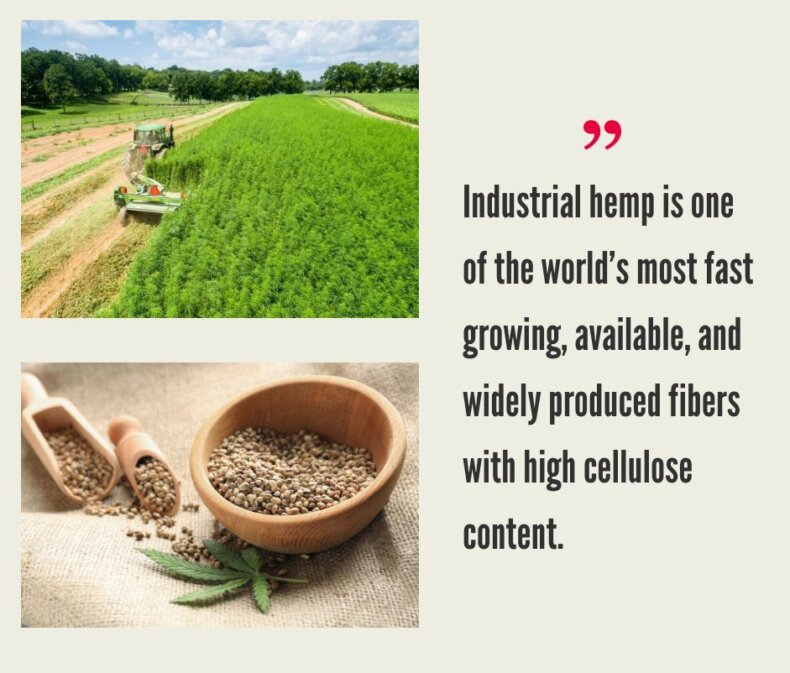 How Much Does It Cost to Grow Hemp Fiber and/or Hemp Grain? Business