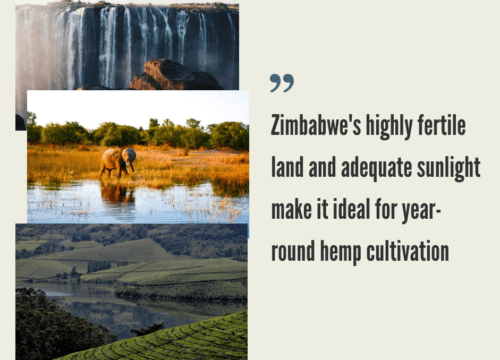 Zimbabwe Hemp Industry
