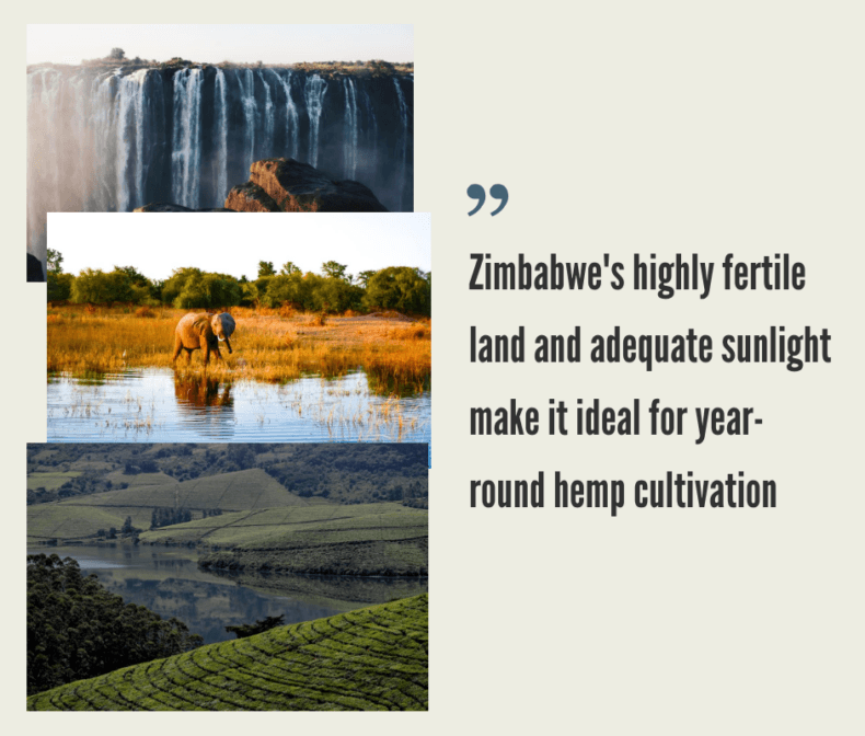Zimbabwe Hemp Industry