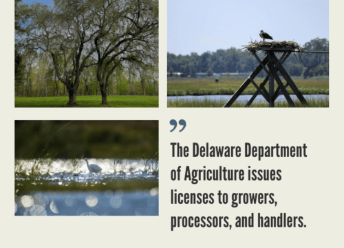 Delaware Hemp Industry