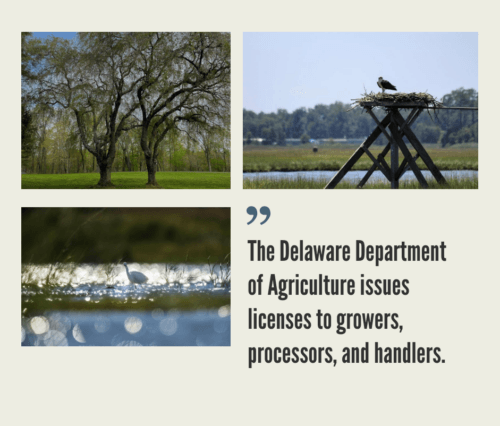 Delaware Hemp Industry