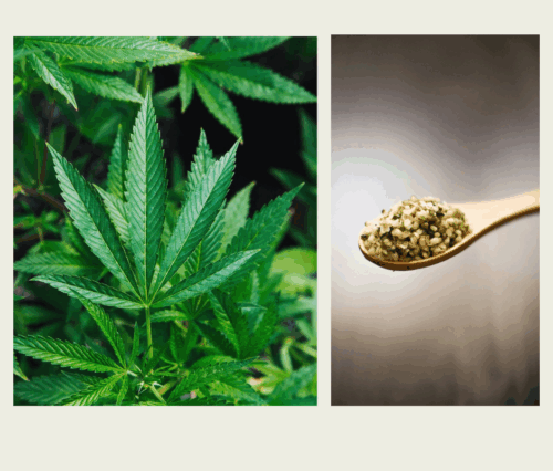 Update on U.S. Hemp Regulations